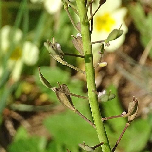 Bläuliches Voralpen-Täschelkraut / Thlaspi caerulescens