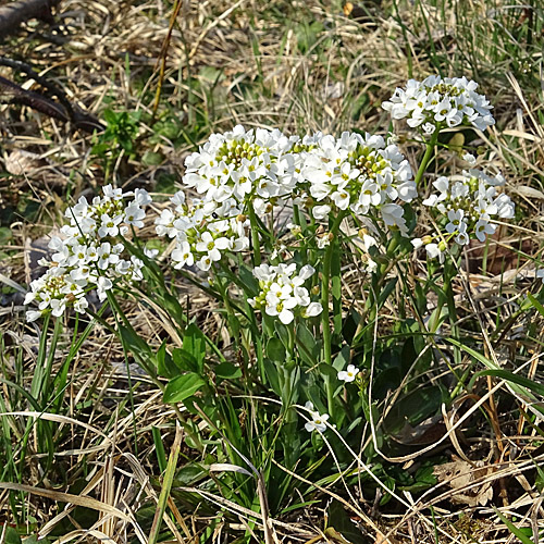 Berg-Täschelkraut / Thlaspi montanum