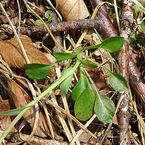 Berg-Täschelkraut / Thlaspi montanum