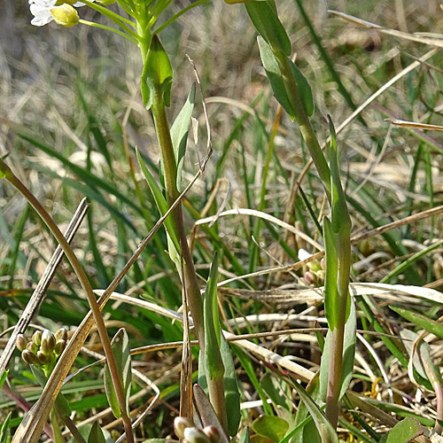 Berg-Täschelkraut / Thlaspi montanum