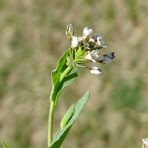 Stängelumfassendes Täschelkraut / Thlaspi perfoliatum