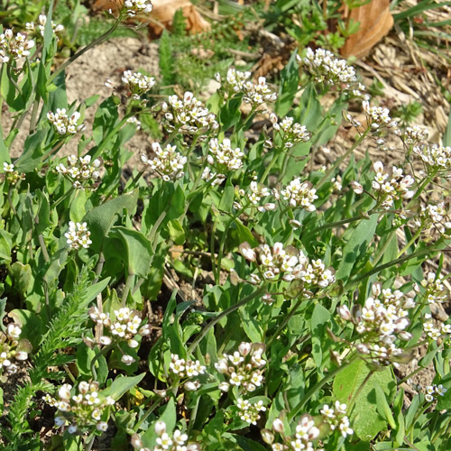 Stängelumfassendes Täschelkraut / Thlaspi perfoliatum