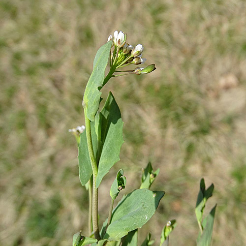 Stängelumfassendes Täschelkraut / Thlaspi perfoliatum