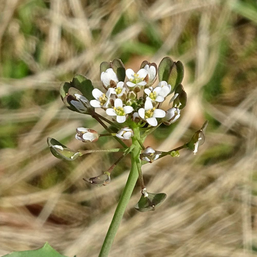 Stängelumfassendes Täschelkraut / Thlaspi perfoliatum