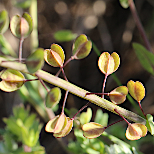 Stängelumfassendes Täschelkraut / Thlaspi perfoliatum