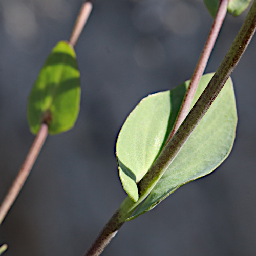 Stängelumfassendes Täschelkraut / Thlaspi perfoliatum