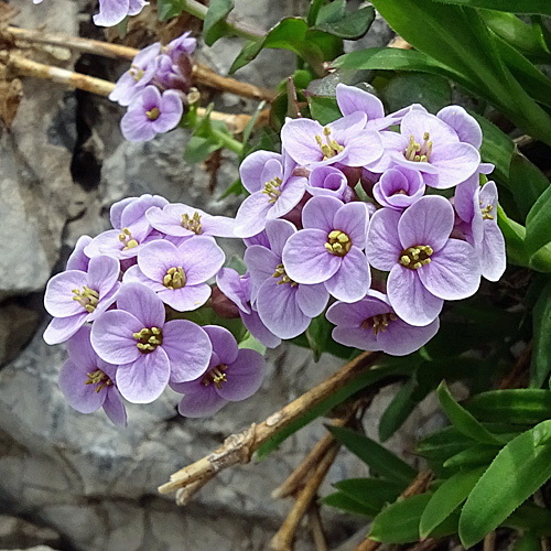 Gewöhnliches Rundblättriges Täschelkraut / Thlaspi rotundifolium