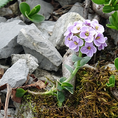 Gewöhnliches Rundblättriges Täschelkraut / Thlaspi rotundifolium