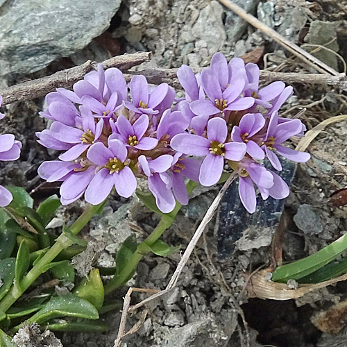 Doldentraubiges Rundblättriges Täschelkraut / Thlaspi rotundifolium subsp. corymbosum