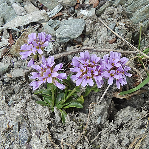 Doldentraubiges Rundblättriges Täschelkraut / Thlaspi rotundifolium subsp. corymbosum