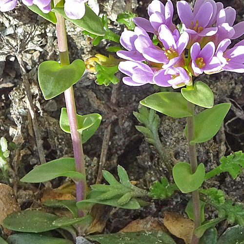 Doldentraubiges Rundblättriges Täschelkraut / Thlaspi rotundifolium subsp. corymbosum