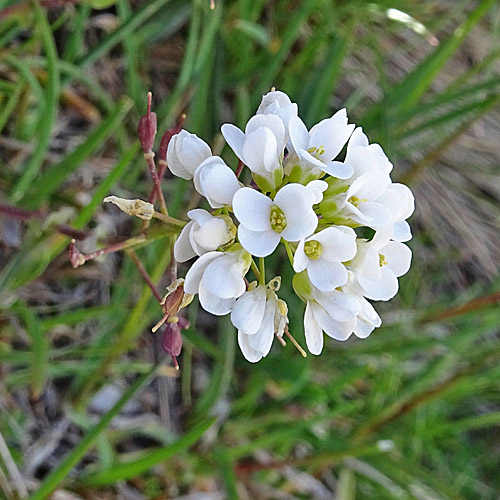 Matterhorn-Täschelkraut / Thlaspi sylvium