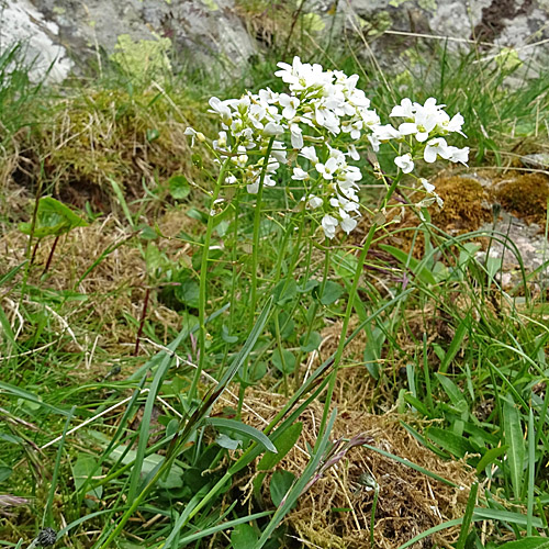 Matterhorn-Täschelkraut / Thlaspi sylvium