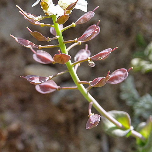 Matterhorn-Täschelkraut / Thlaspi sylvium