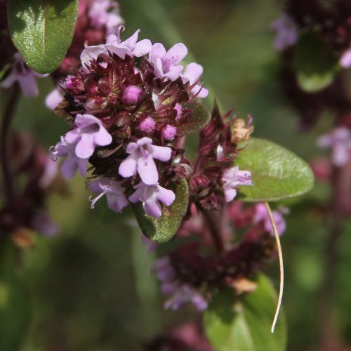 Voralpen-Feld-Thymian / Thymus alpestris