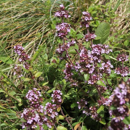 Voralpen-Feld-Thymian / Thymus alpestris