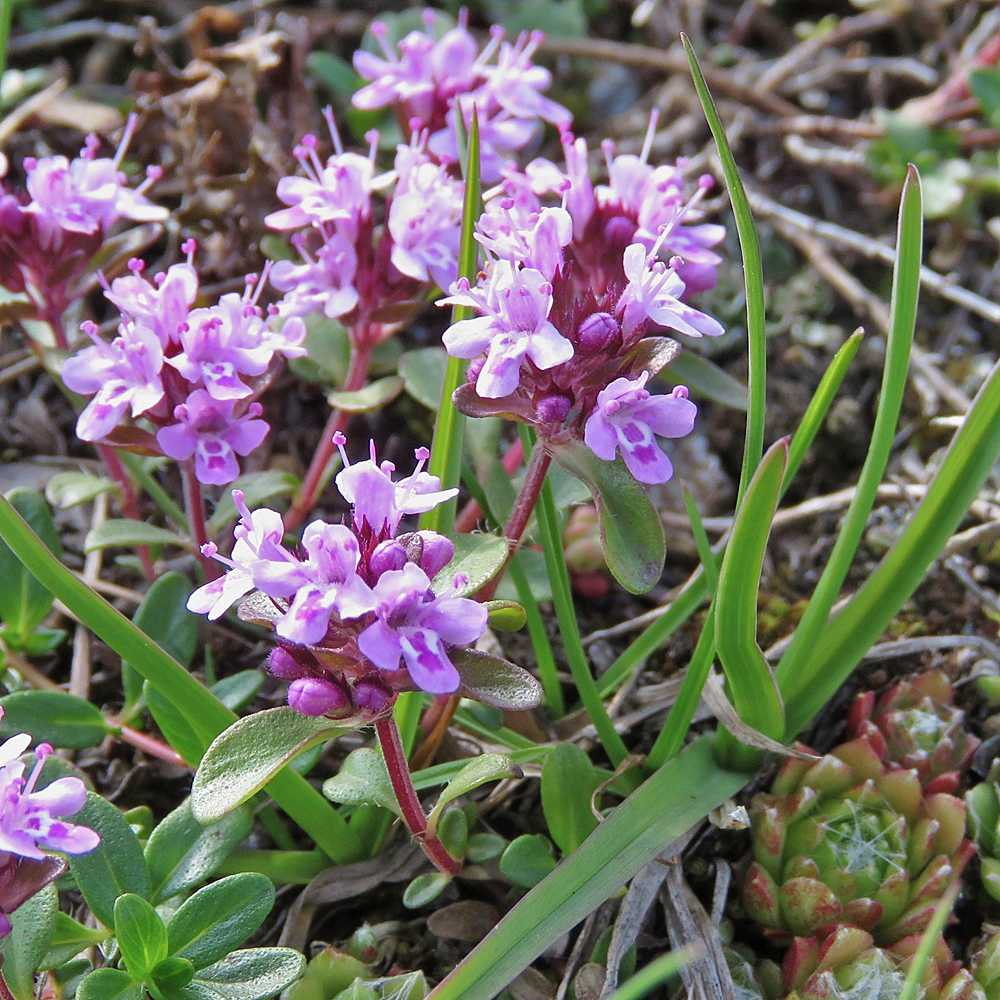 Gebirgs-Feld-Thymian / Thymus praecox subsp.polytrichus