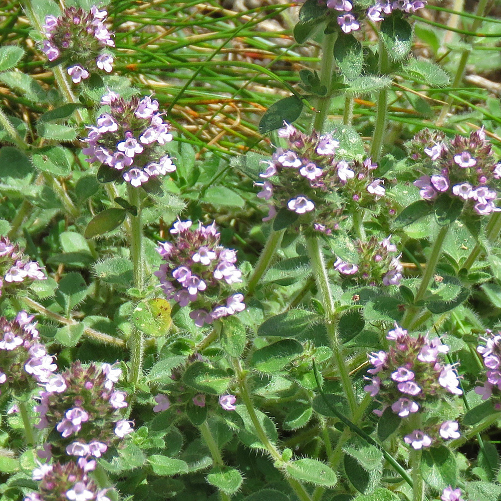 Krainer Feld-Thymian / Thymus pulegioides subsp.carniolicus