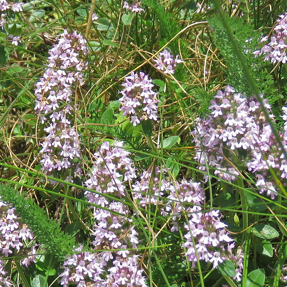 Arznei-Feld-Thymian / Thymus pulegioides