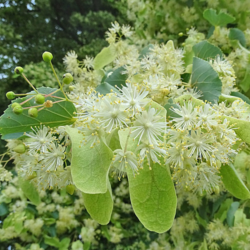 Winter-Linde / Tilia cordata