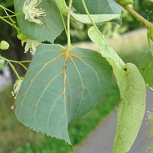 Winter-Linde / Tilia cordata