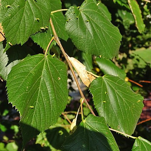Sommer-Linde / Tilia platyphyllos