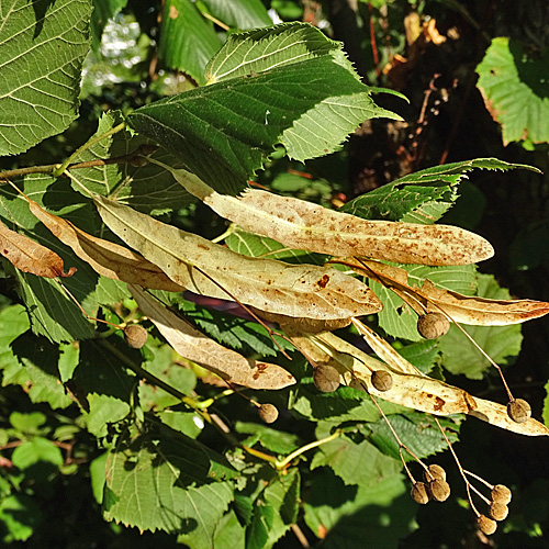 Sommer-Linde / Tilia platyphyllos