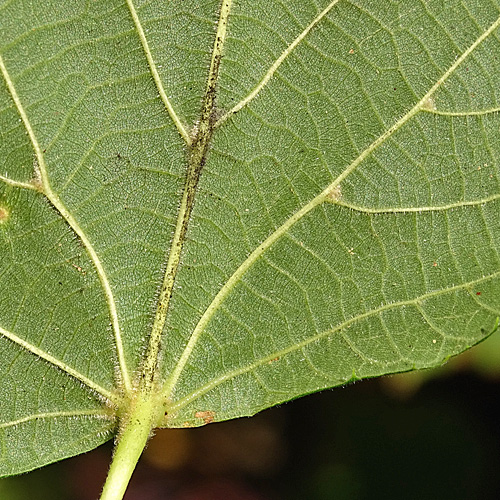 Sommer-Linde / Tilia platyphyllos