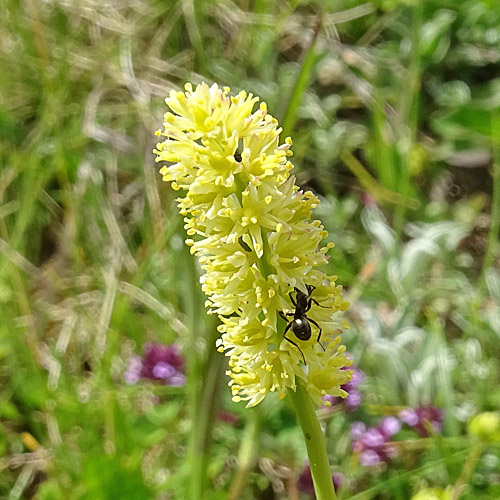 Kelch-Simsenlilie / Tofieldia calyculata