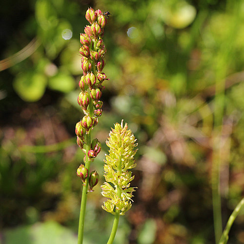 Kelch-Simsenlilie / Tofieldia calyculata