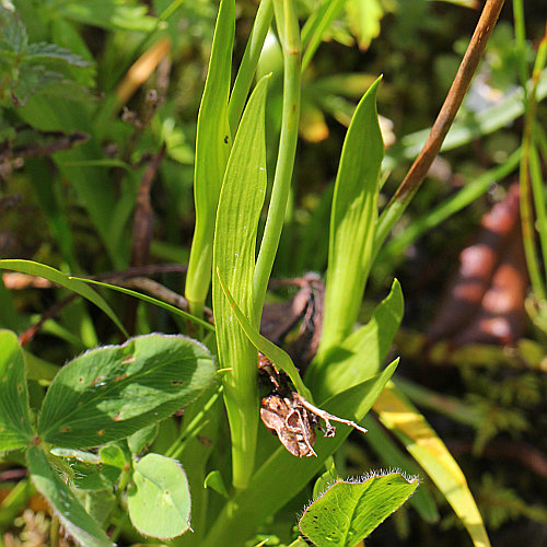 Kelch-Simsenlilie / Tofieldia calyculata