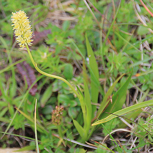 Kelch-Simsenlilie / Tofieldia calyculata