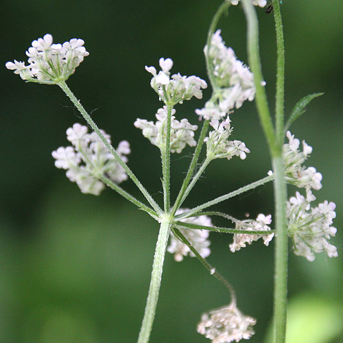 Wald-Borstendolde / Torilis japonica