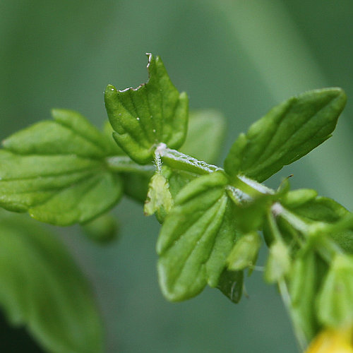 Alpenrachen / Tozzia alpina