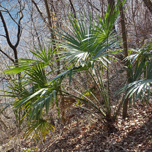 Fortunes Hanfpalme / Trachycarpus fortunei