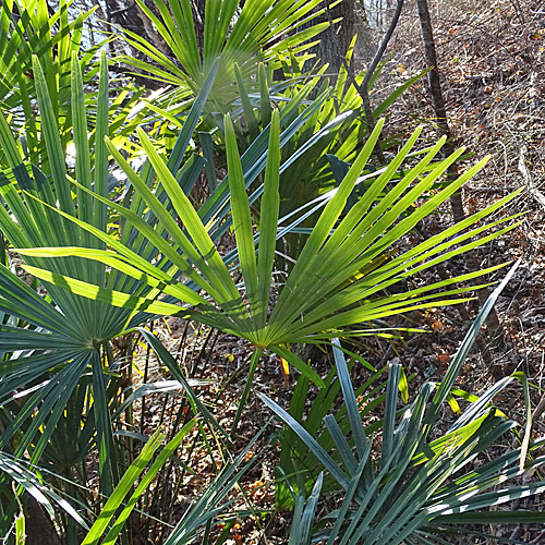 Fortunes Hanfpalme / Trachycarpus fortunei