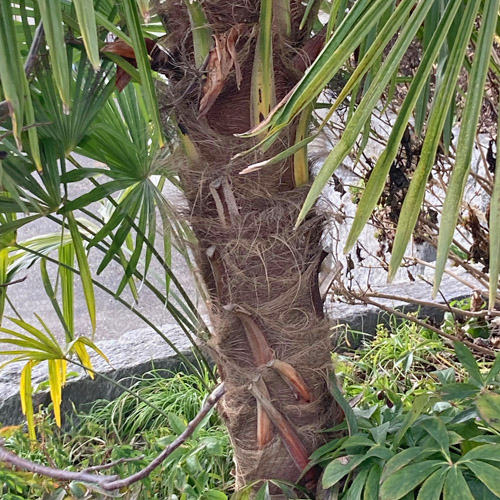 Fortunes Hanfpalme / Trachycarpus fortunei