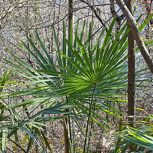 Fortunes Hanfpalme / Trachycarpus fortunei