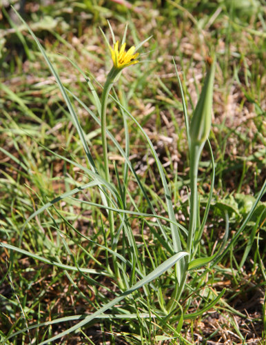 Grosser Bocksbart / Tragopogon dubius