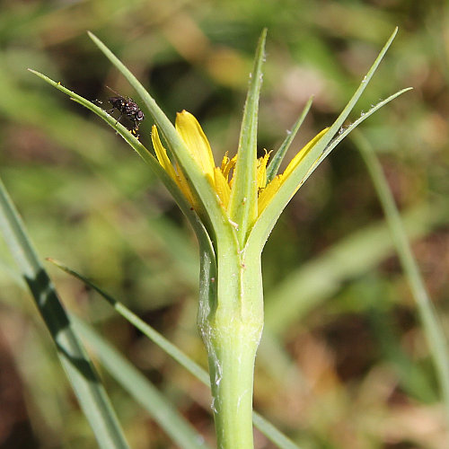 Grosser Bocksbart / Tragopogon dubius