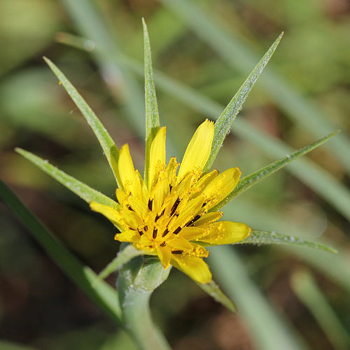 Grosser Bocksbart / Tragopogon dubius