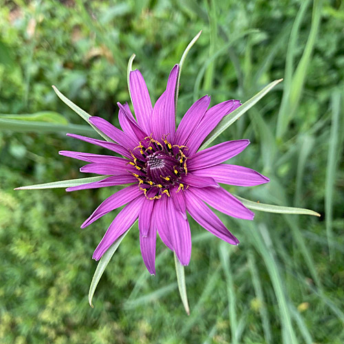 Haferwurzel / Tragopogon porrifolius