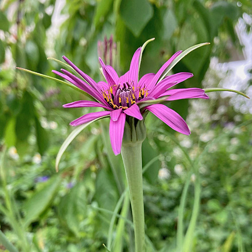 Haferwurzel / Tragopogon porrifolius