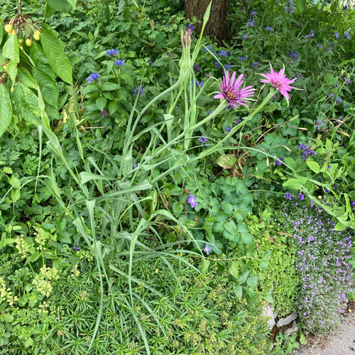 Haferwurzel / Tragopogon porrifolius