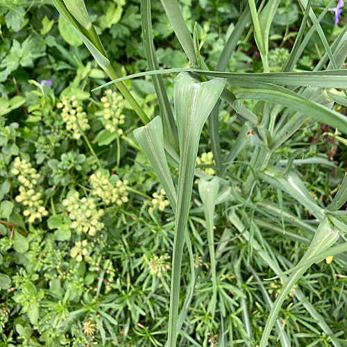 Haferwurzel / Tragopogon porrifolius