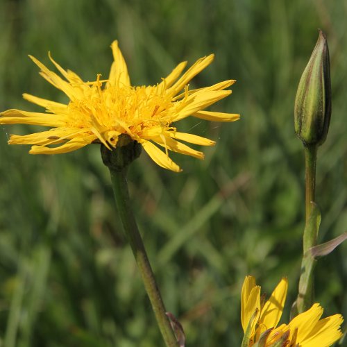 Östlicher Wiesen-Bocksbart / Tragopogon pratensis ssp. orientale