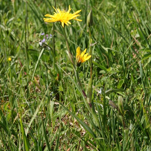 Östlicher Wiesen-Bocksbart / Tragopogon pratensis ssp. orientale