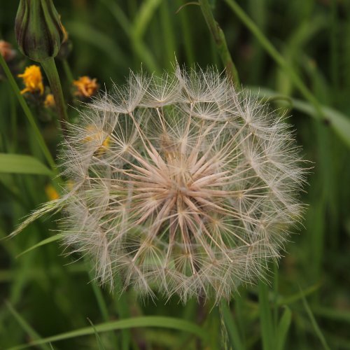 Östlicher Wiesen-Bocksbart / Tragopogon pratensis ssp. orientale