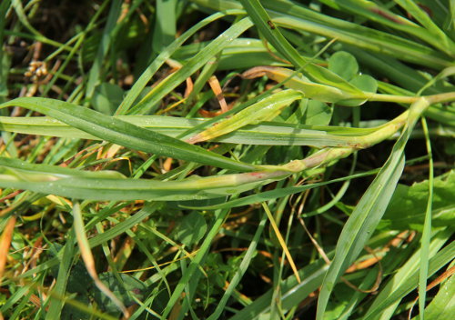 Östlicher Wiesen-Bocksbart / Tragopogon pratensis ssp. orientale