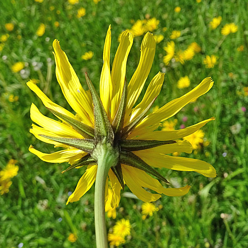 Östlicher Wiesen-Bocksbart / Tragopogon pratensis ssp. orientale